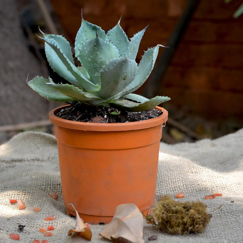 Agave Potatorum Cameron Blue Plant