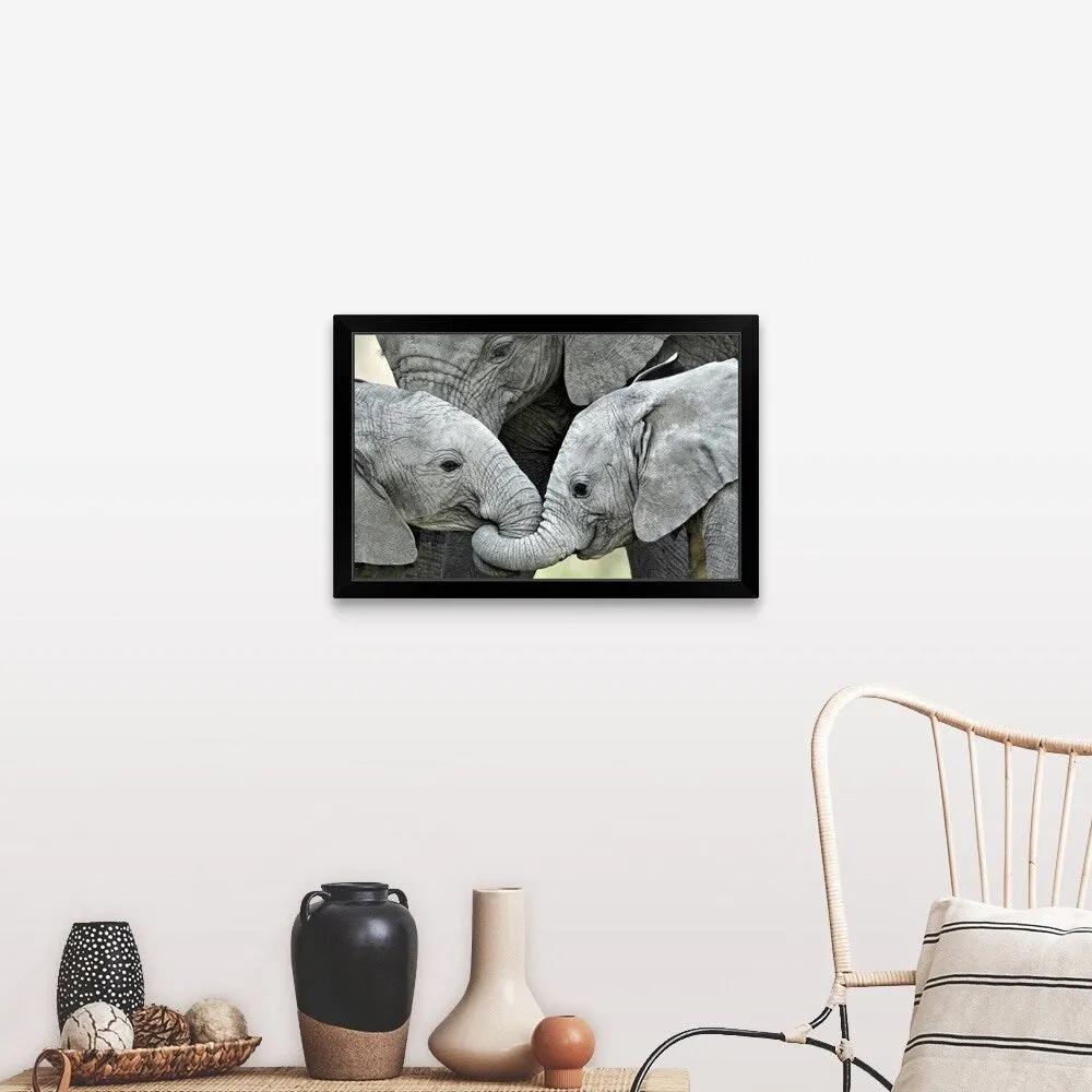 "African elephant calves (Loxodonta africana) holding trunks, Tanzania" Black Framed Print