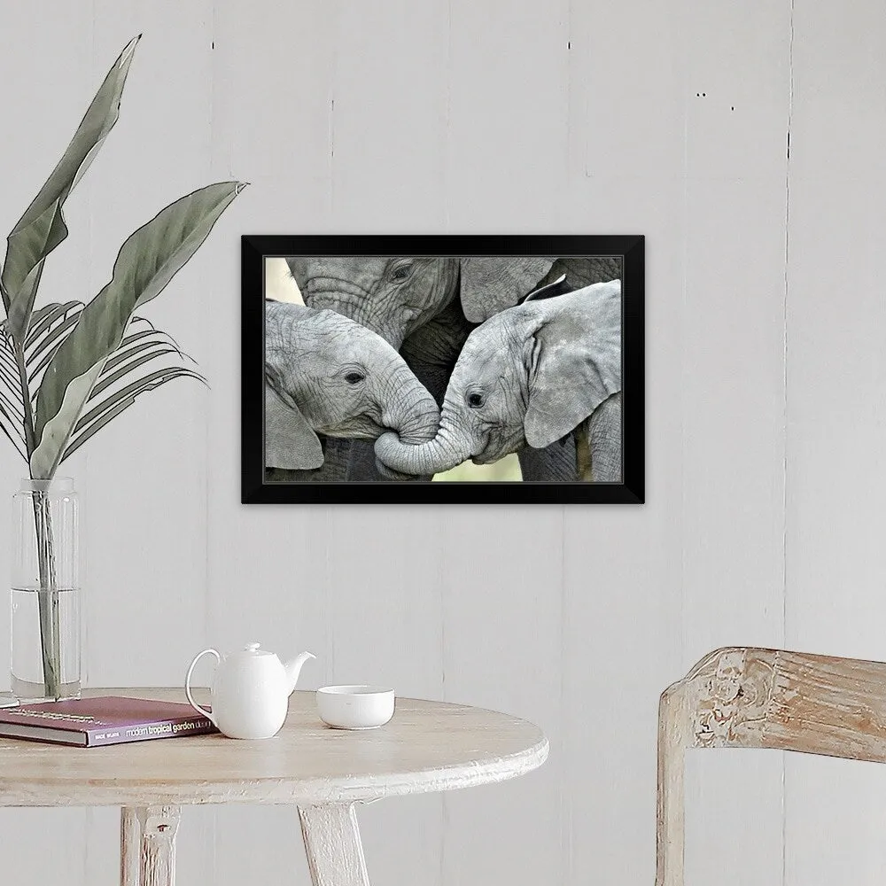"African elephant calves (Loxodonta africana) holding trunks, Tanzania" Black Framed Print